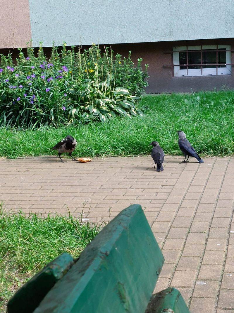 A Group May Be Watching For Predators