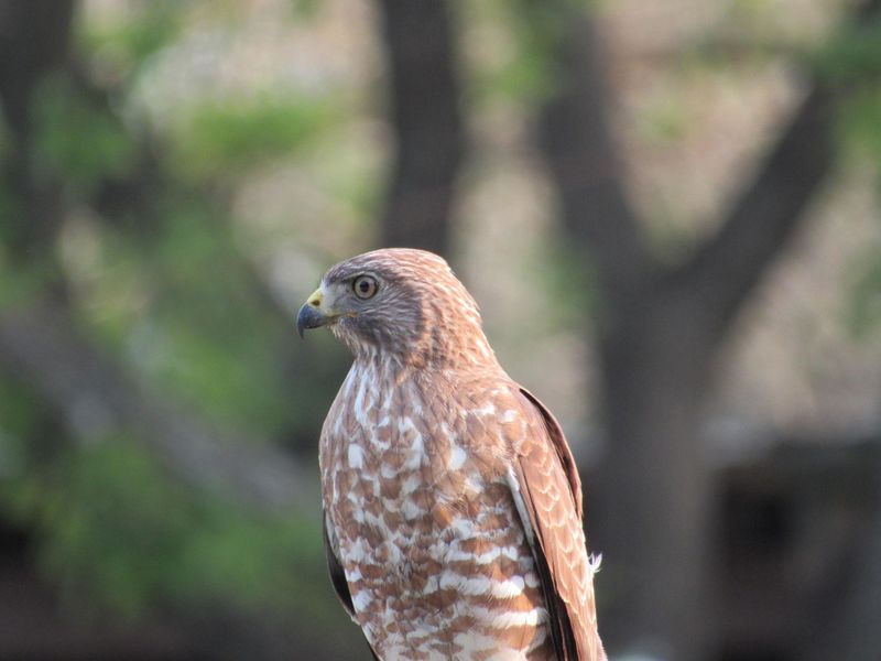 A Hawk Visit Is A Reminder To Supervise Very Small Pets