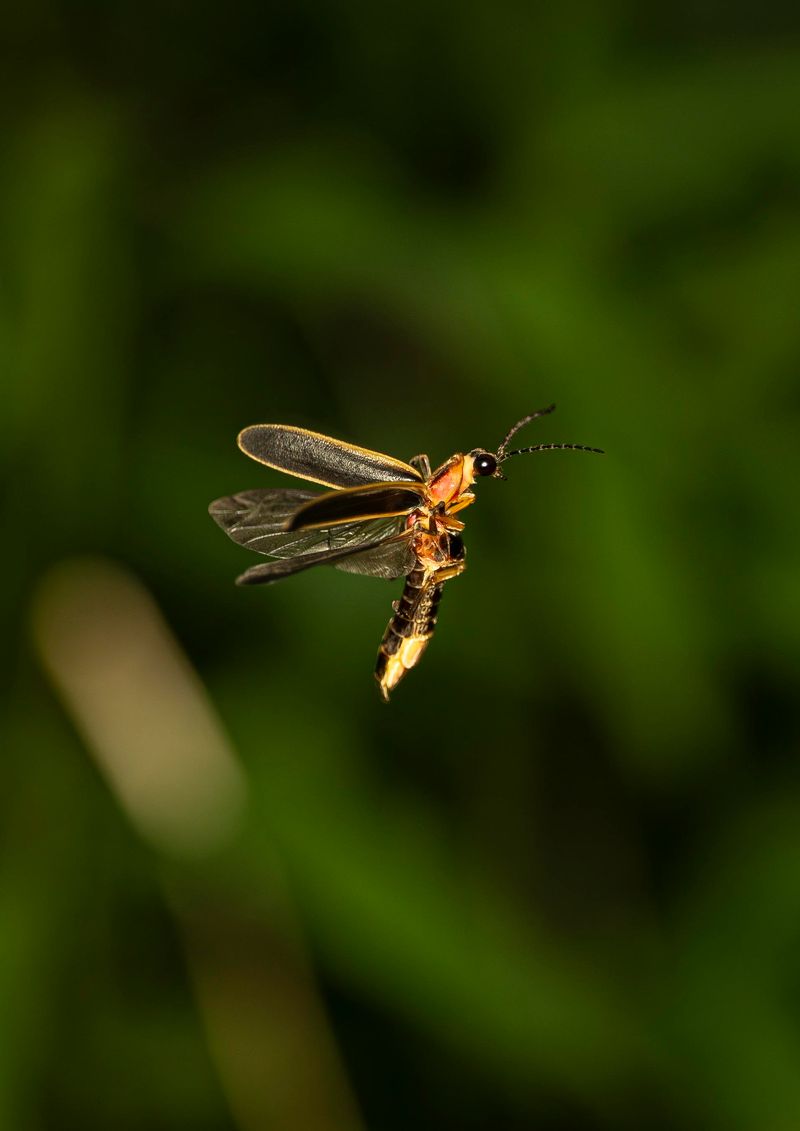 A Healthy Firefly Population And What It Signals A Healthy Firefly Population And What It Signals