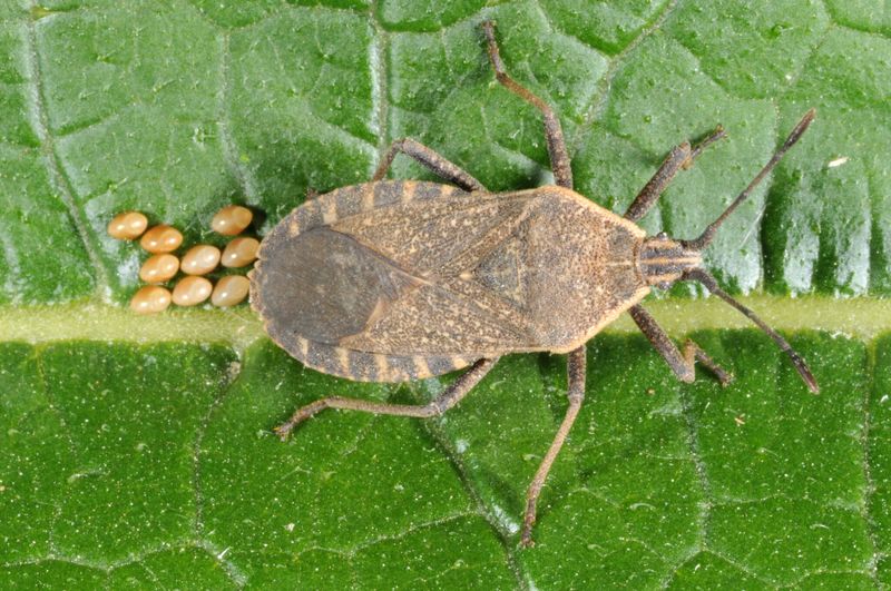 A Hidden Difference That Explains The Uneven Infestation