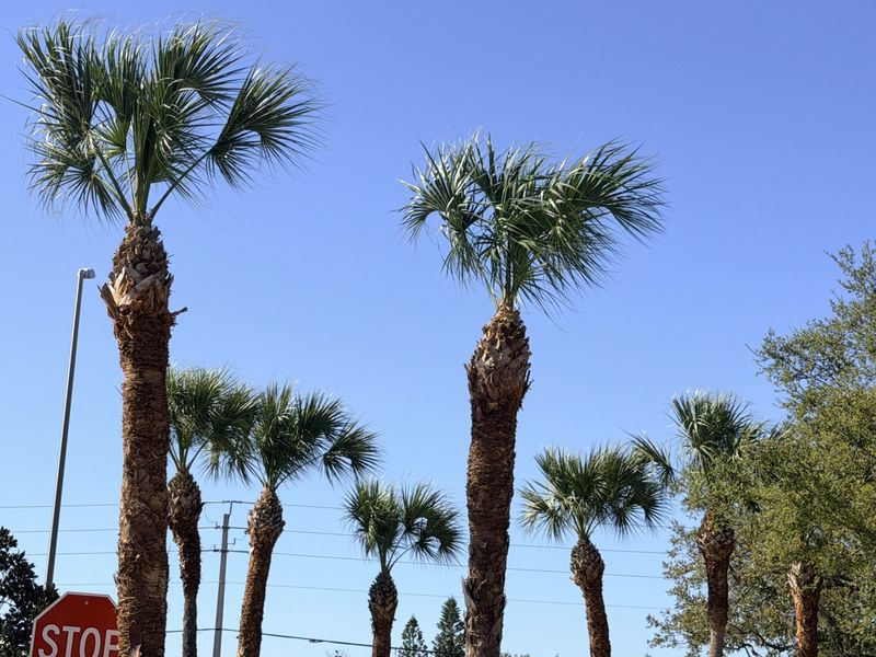 A Hurricane Cut Can Make Your Palm More Vulnerable