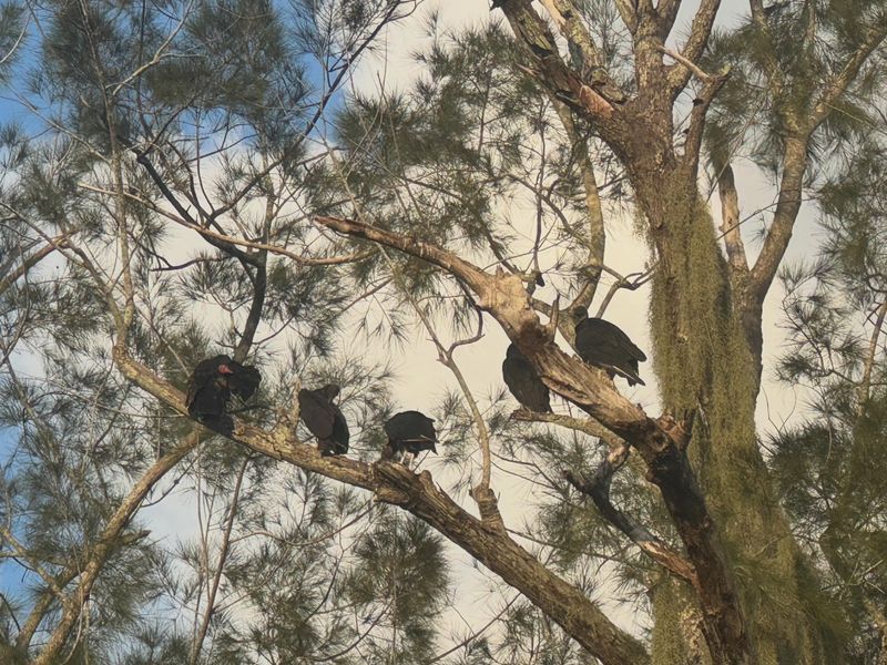 A Large Group Returning Daily May Have A Roost Nearby A Large Group Returning Daily May Have A Roost Nearby