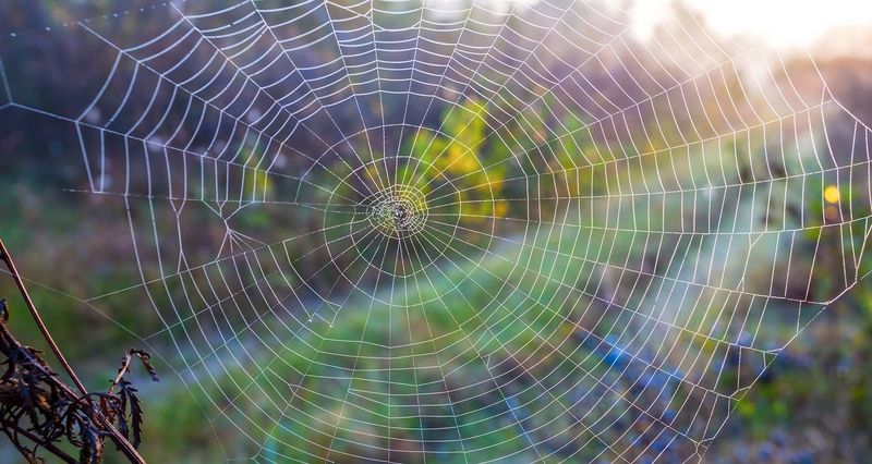 A Large Web Does Not Mean The Spider Is Dangerous