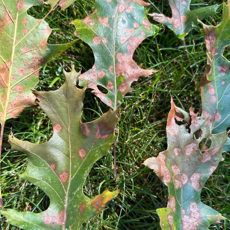 A Late-Summer Leaf Disease Could Be Developing