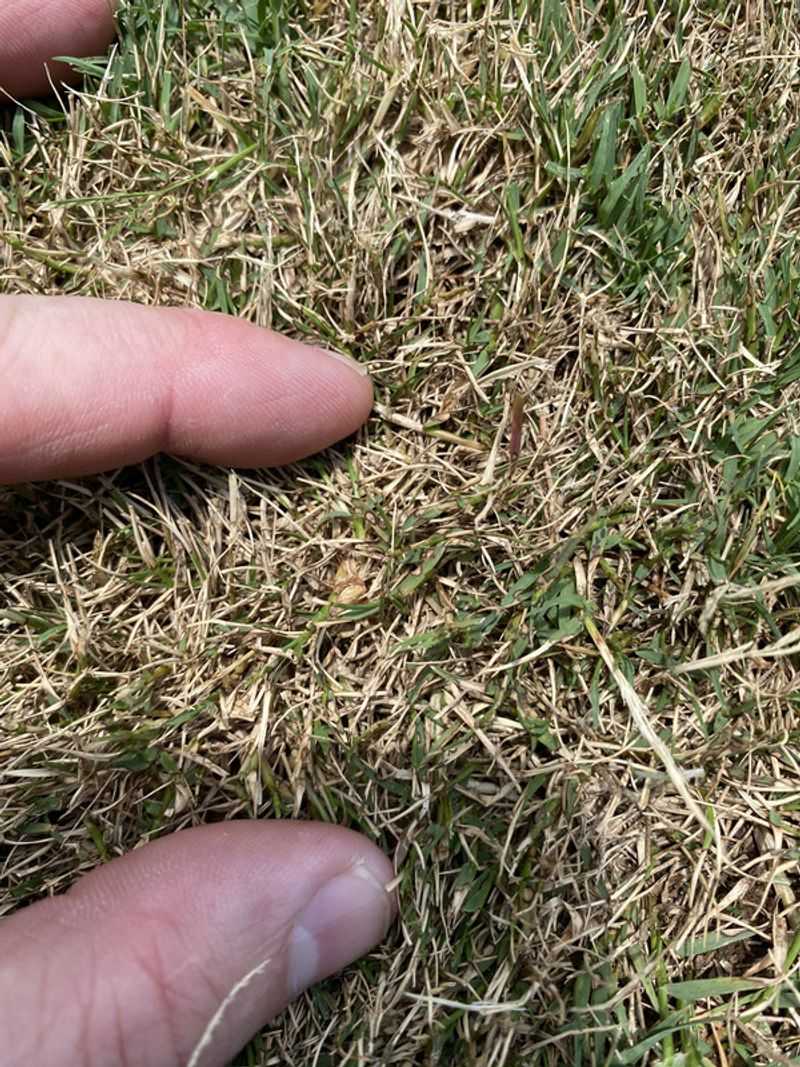 A Lawn That Feels Spongy Is Giving You A Clue
