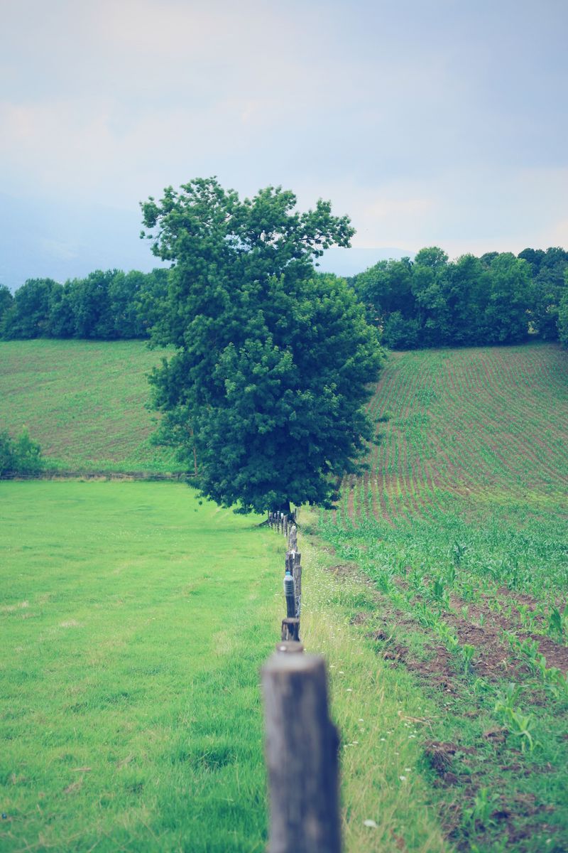 A Line Tree Straddling The Boundary Has Shared Ownership A Line Tree Straddling The Boundary Has Shared Ownership