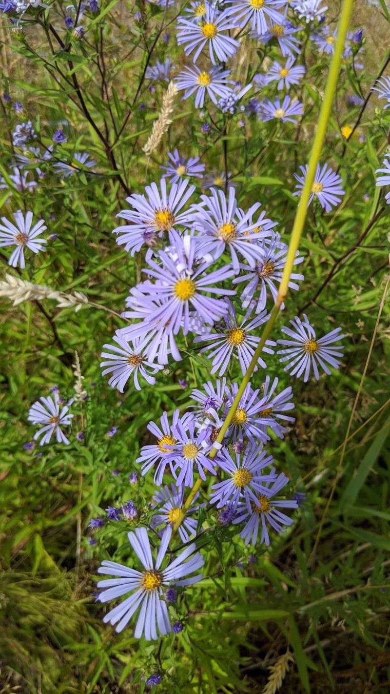 A Little Space Lets It Form A Natural Clump