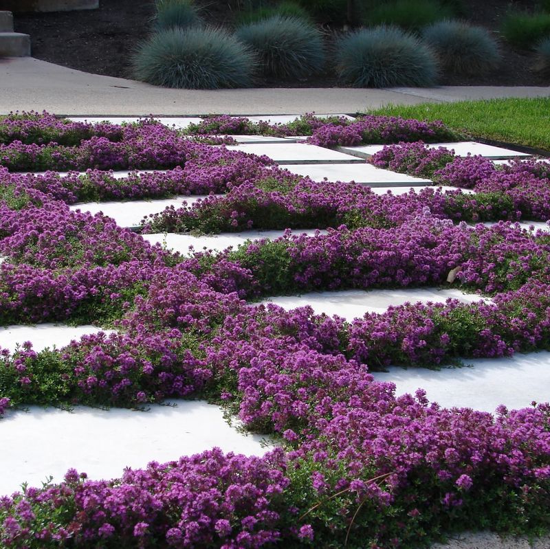 A Living Mat Can Fill Spaces That Would Otherwise Stay Bare A Living Mat Can Fill Spaces That Would Otherwise Stay Bare