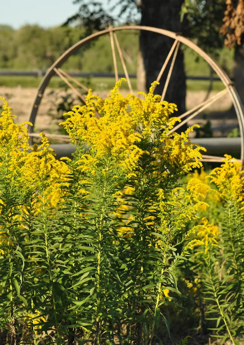 A Long Bloom Period Can Stretch Well Into Fall