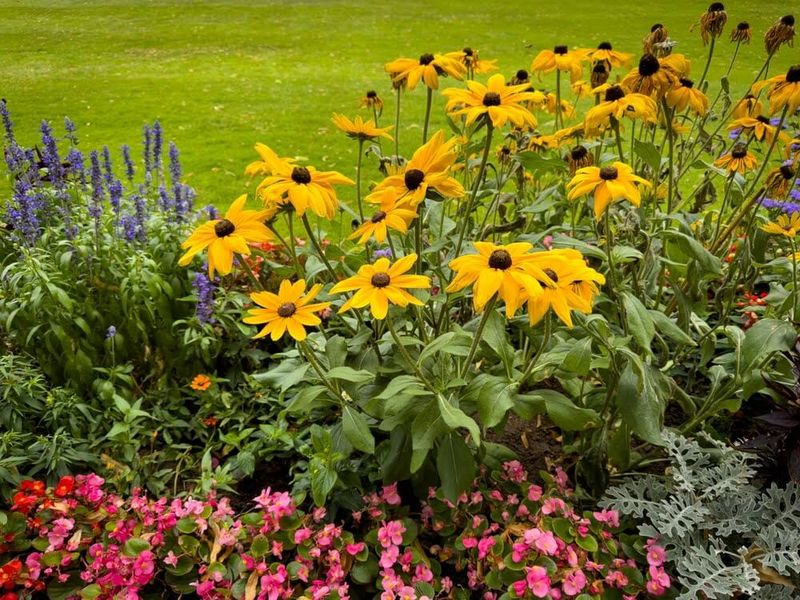 A Long Bloom Season Carries Color Toward Fall