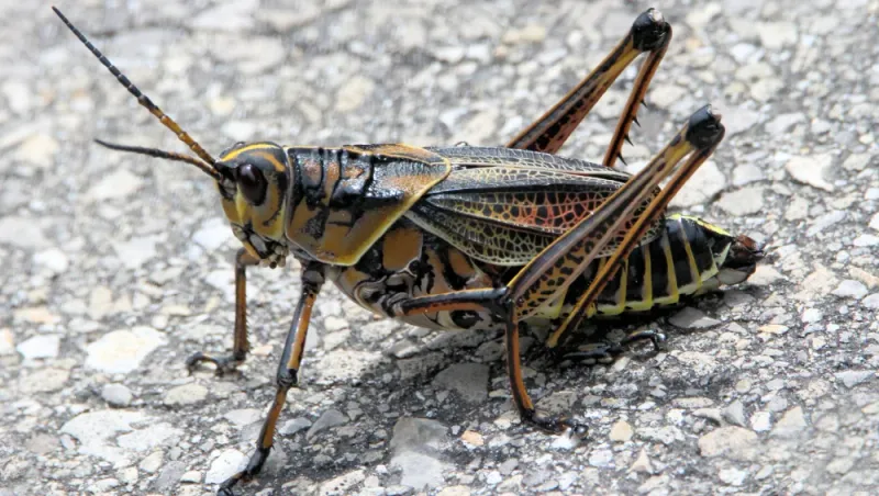 A Lubber Crossing The Yard May Be Looking For Its Next Meal
