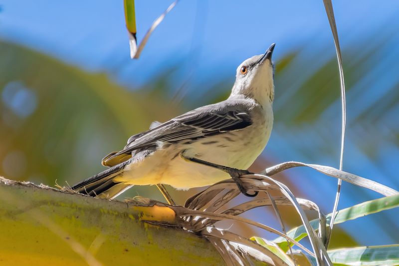A Messier Food Web Keeps Mockingbirds Around A Messier Food Web Keeps Mockingbirds Around