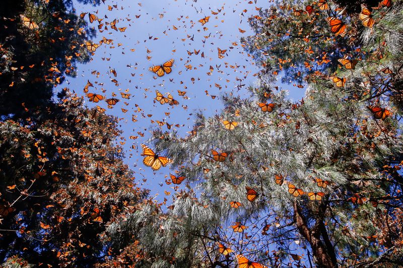 A Migration Wave May Be Passing Through A Migration Wave May Be Passing Through