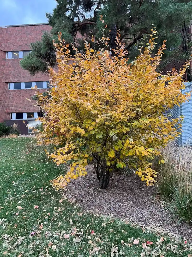 A Multi-Stemmed Shrub Can Become A Small Understory Tree