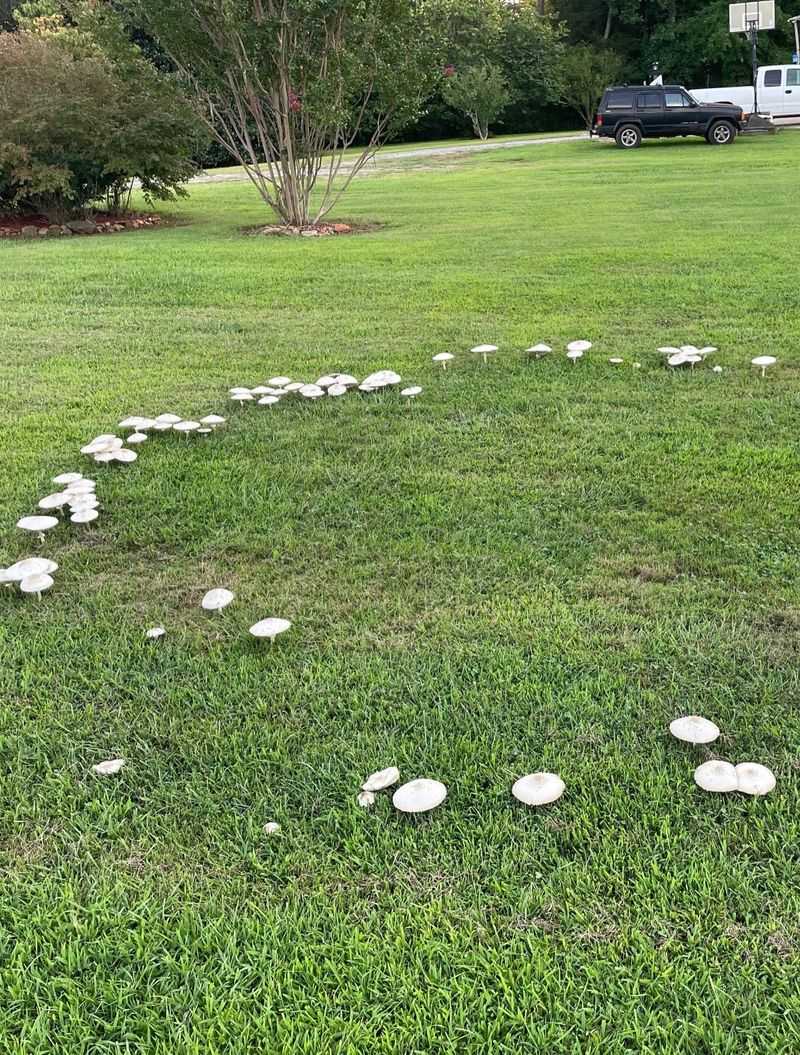 A Mushroom Ring Could Be A Fairy Ring A Mushroom Ring Could Be A Fairy Ring