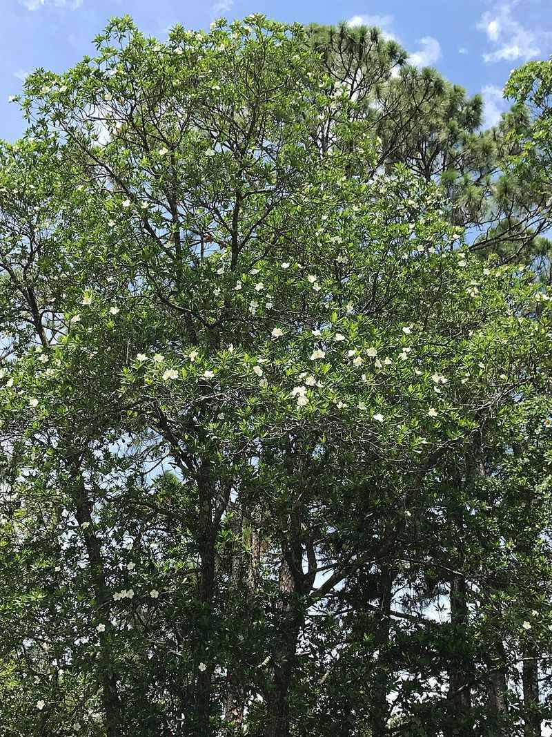 A Narrower Crown Fits Spaces Magnolia Can Overwhelm A Narrower Crown Fits Spaces Magnolia Can Overwhelm