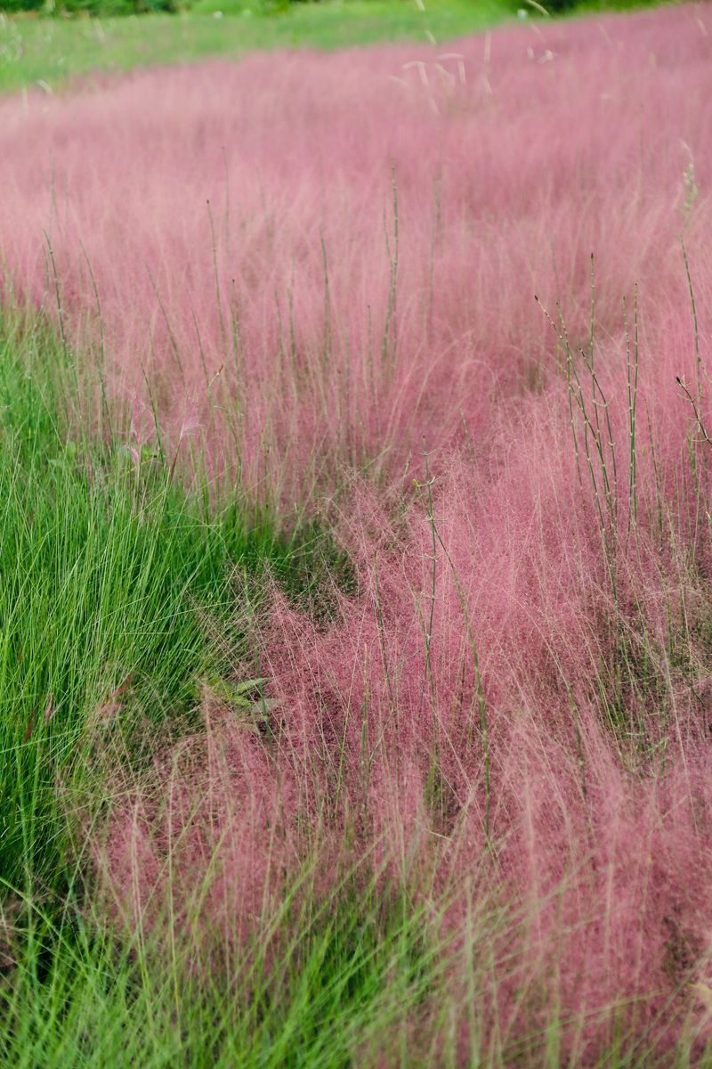A Native Alternative Delivers The Same Airy Purple Plumes