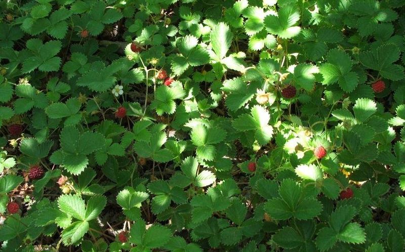 A Native Carpet For Shady California Corners A Native Carpet For Shady California Corners