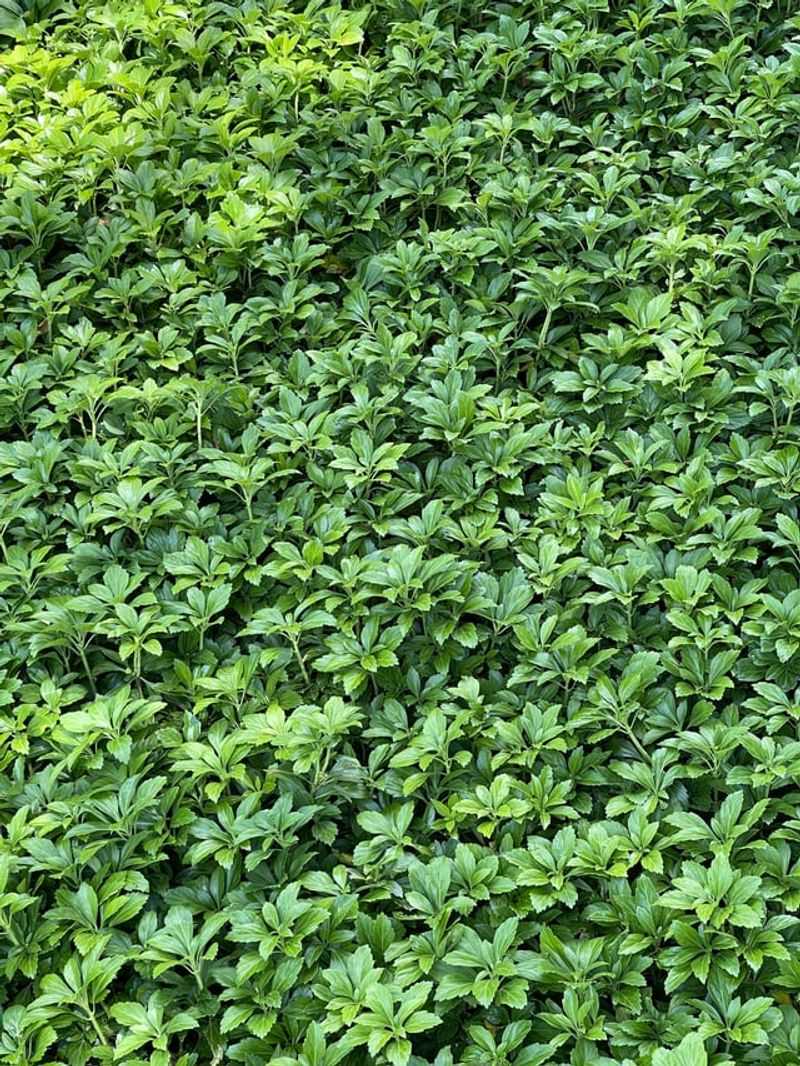 A Native Groundcover Delivers The Same Lush Look A Native Groundcover Delivers The Same Lush Look