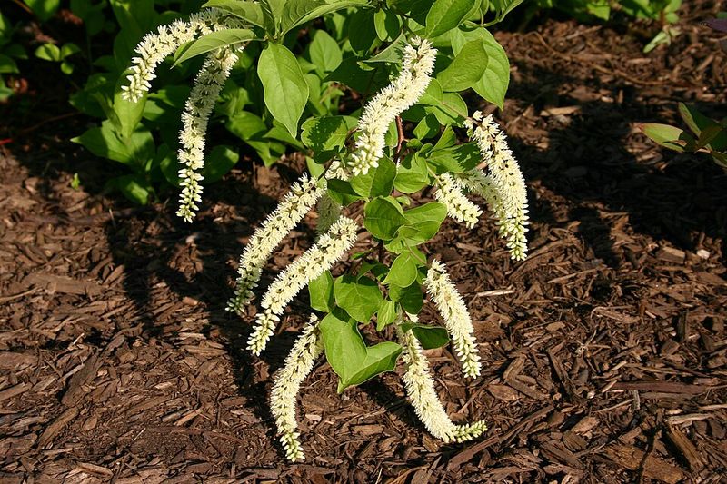 A Native Shrub Built For Georgia's Climate