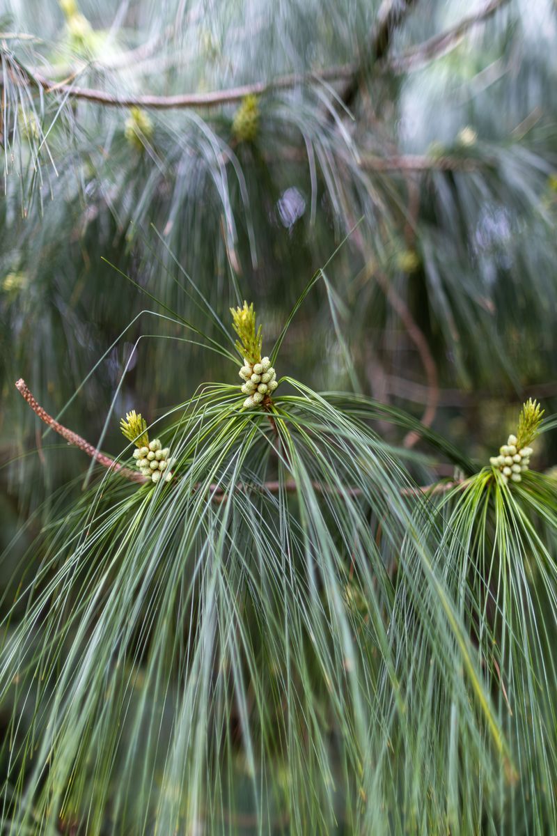A Native Tree Built For Low Maintenance