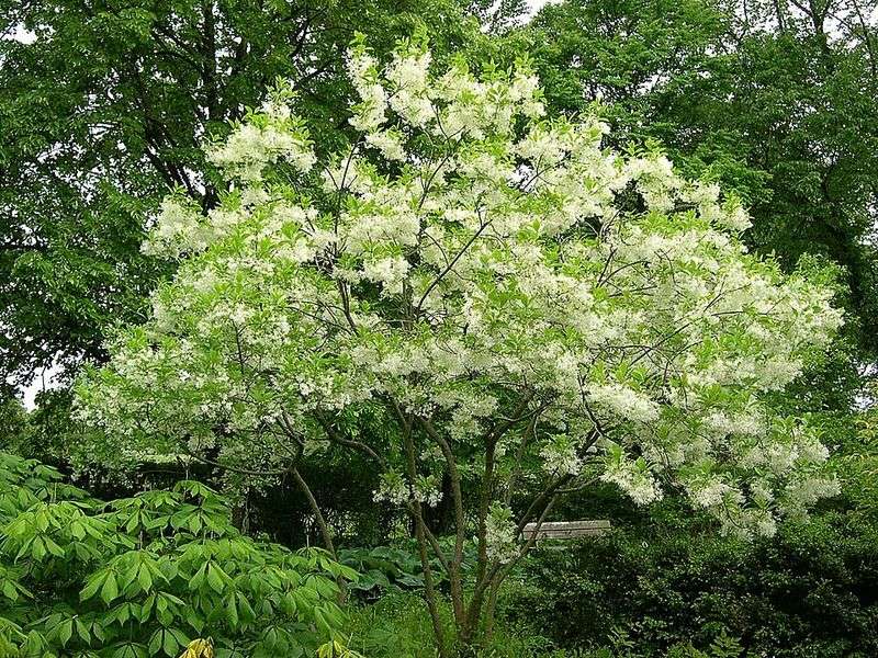 A Native Tree Even Seasoned Gardeners Often Miss A Native Tree Even Seasoned Gardeners Often Miss