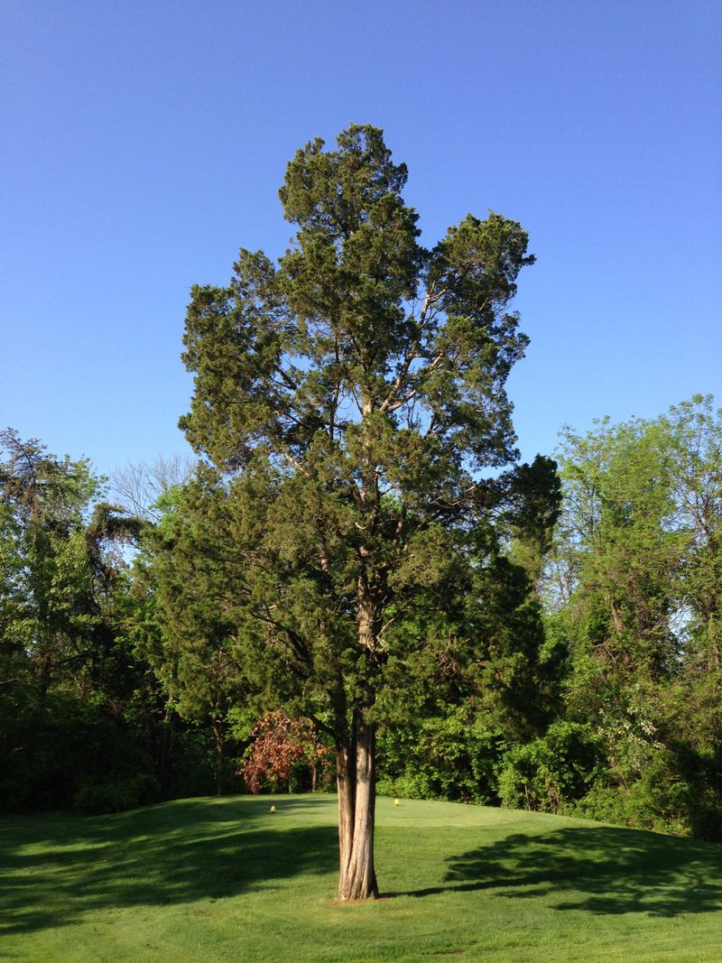 A Native Tree That Rarely Gets Its Due A Native Tree That Rarely Gets Its Due