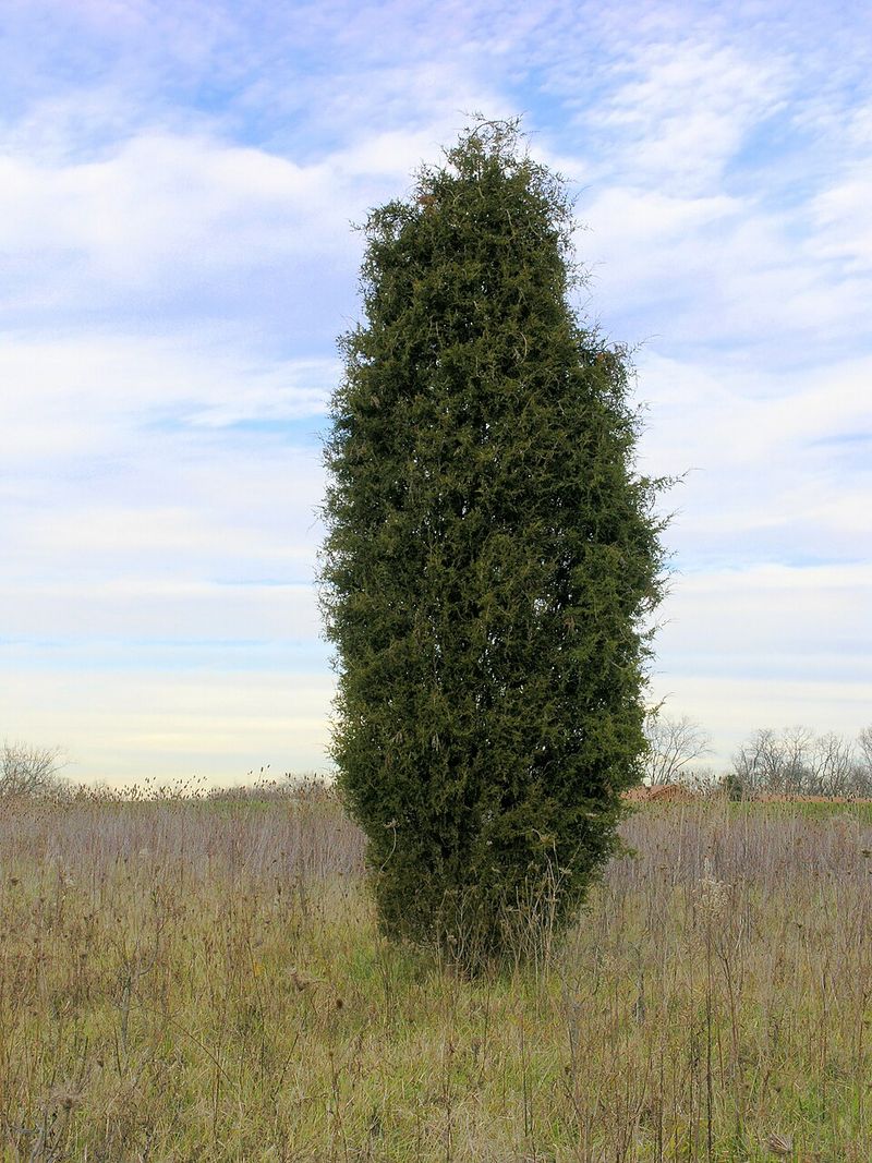 A Native Tree That's Been Hiding In Plain Sight