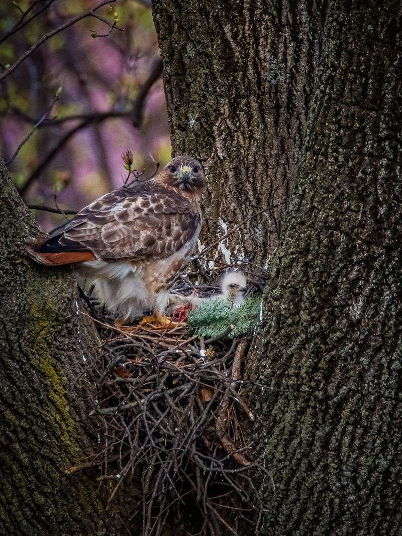 A Nearby Nest May Explain The Repeat Visits A Nearby Nest May Explain The Repeat Visits