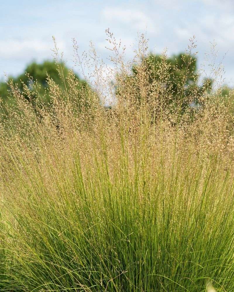 A Neat Clump Fits Spots Where Taller Natives Feel Too Wild