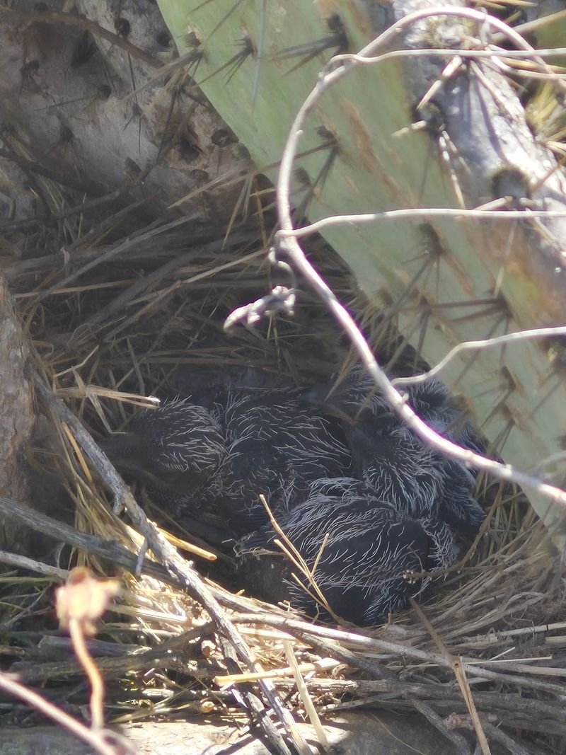 A Nest Means The Area Feels Safe A Nest Means The Area Feels Safe