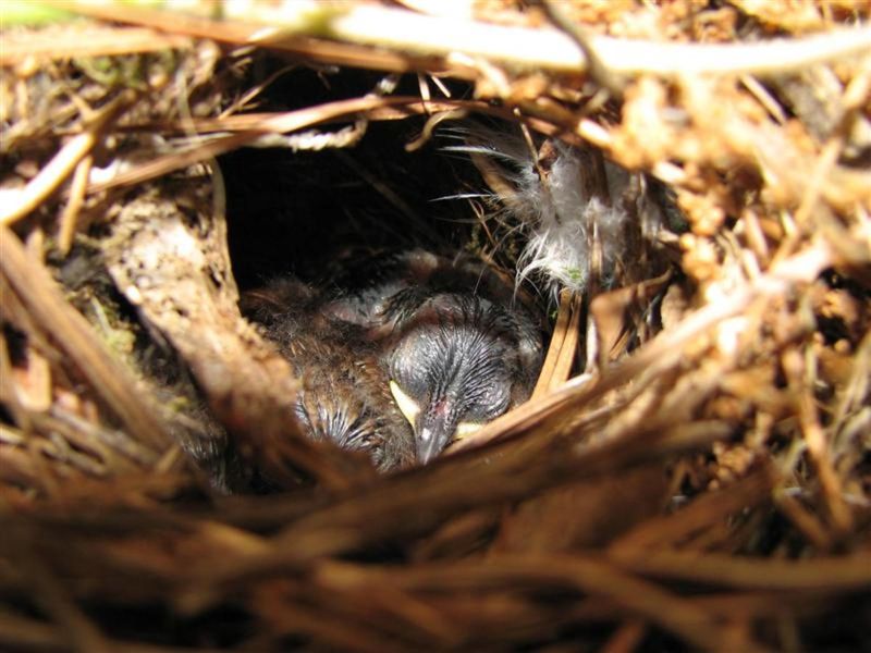 A Nest Nearby Means Territory Is Active A Nest Nearby Means Territory Is Active