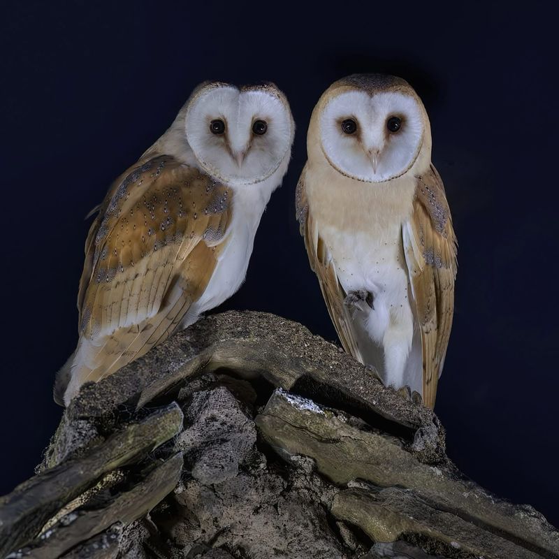 A Nesting Pair Can Hunt Thousands Of Small Pests