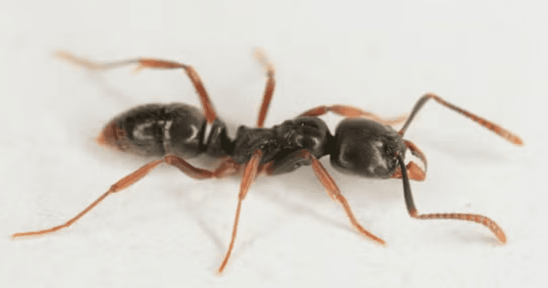 A New Invasive Ant Is Quietly Spreading Across New York Yards A New Invasive Ant Is Quietly Spreading Across New York Yards