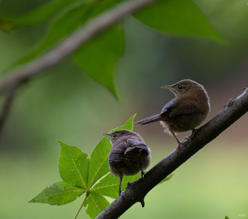 A Pair May Have Claimed Your Yard As Territory A Pair May Have Claimed Your Yard As Territory