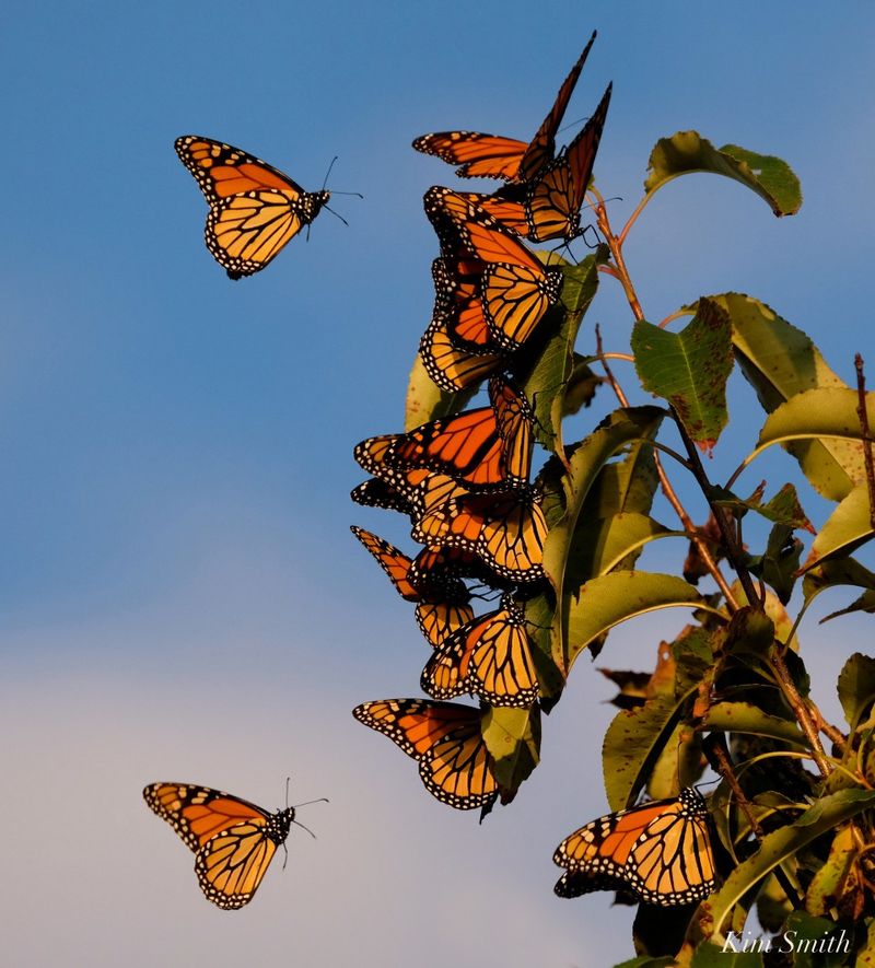 A Passing Monarch Is Not a Yard Verdict A Passing Monarch Is Not a Yard Verdict