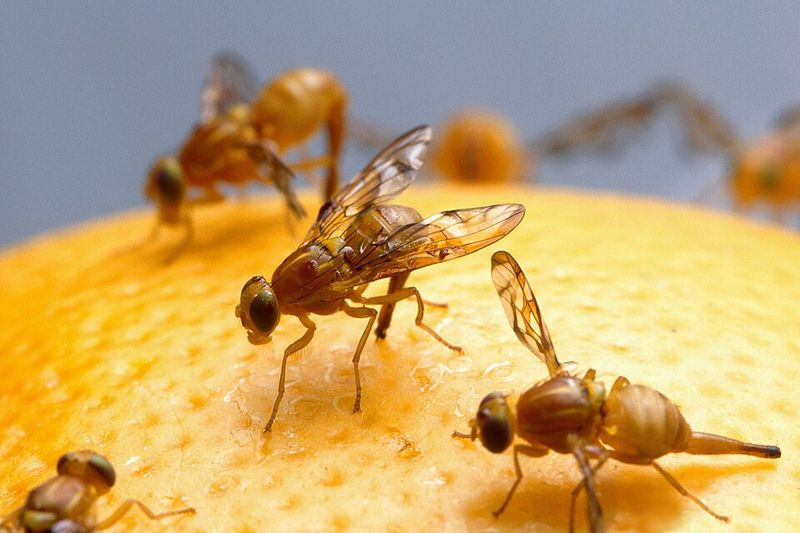 A Pest Detection Triggered This Sudden Regional Fruit Ban A Pest Detection Triggered This Sudden Regional Fruit Ban