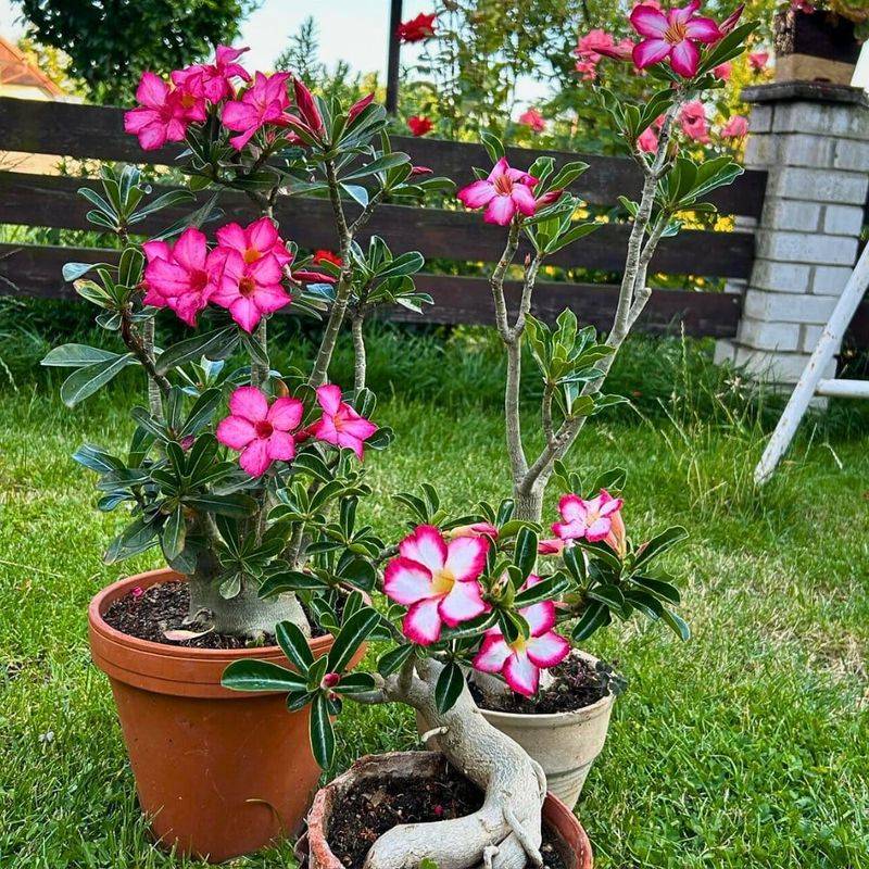 A Pot That Stays Wet Can Undo Good Watering Habits