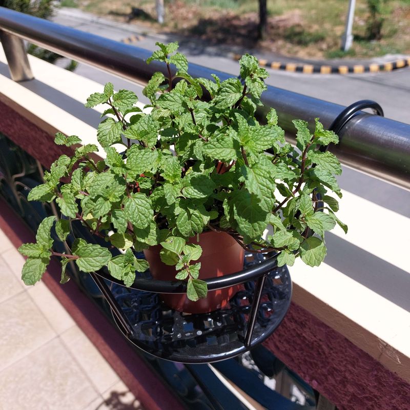 A Practical Reason This Herb Belongs In Your Garden