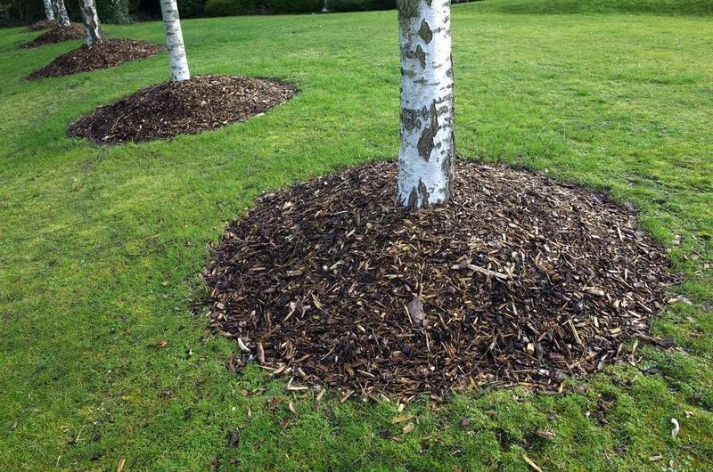 A Proper Mulch Layer Helps Moderate Soil Moisture And Temperature