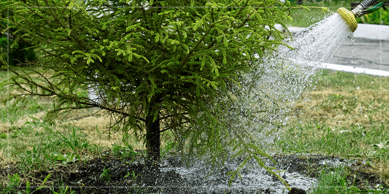 A Quick Sprinkle Can Leave The Root Ball Thirstier Than It Looks