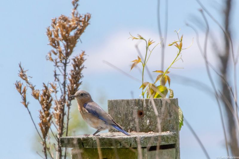 A Quiet Box Usually Marks the End of Nesting