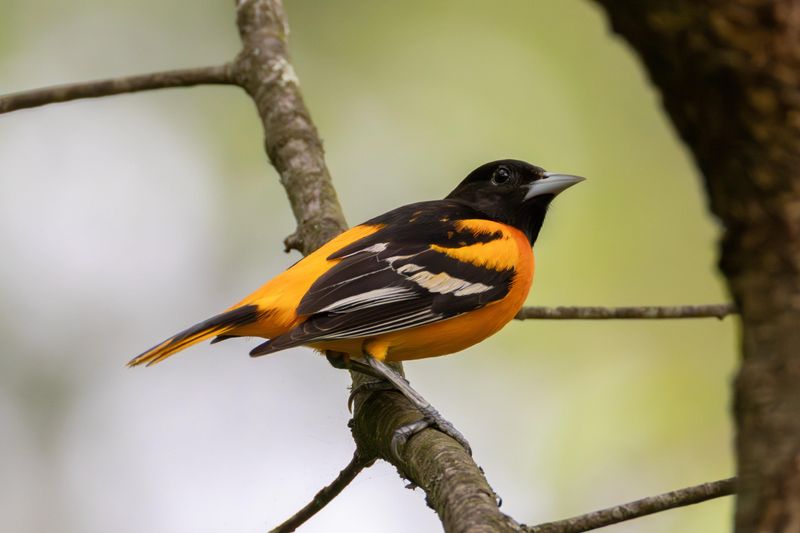 A Quieter Yard Can Give Nesting Birds More Breathing Room A Quieter Yard Can Give Nesting Birds More Breathing Room