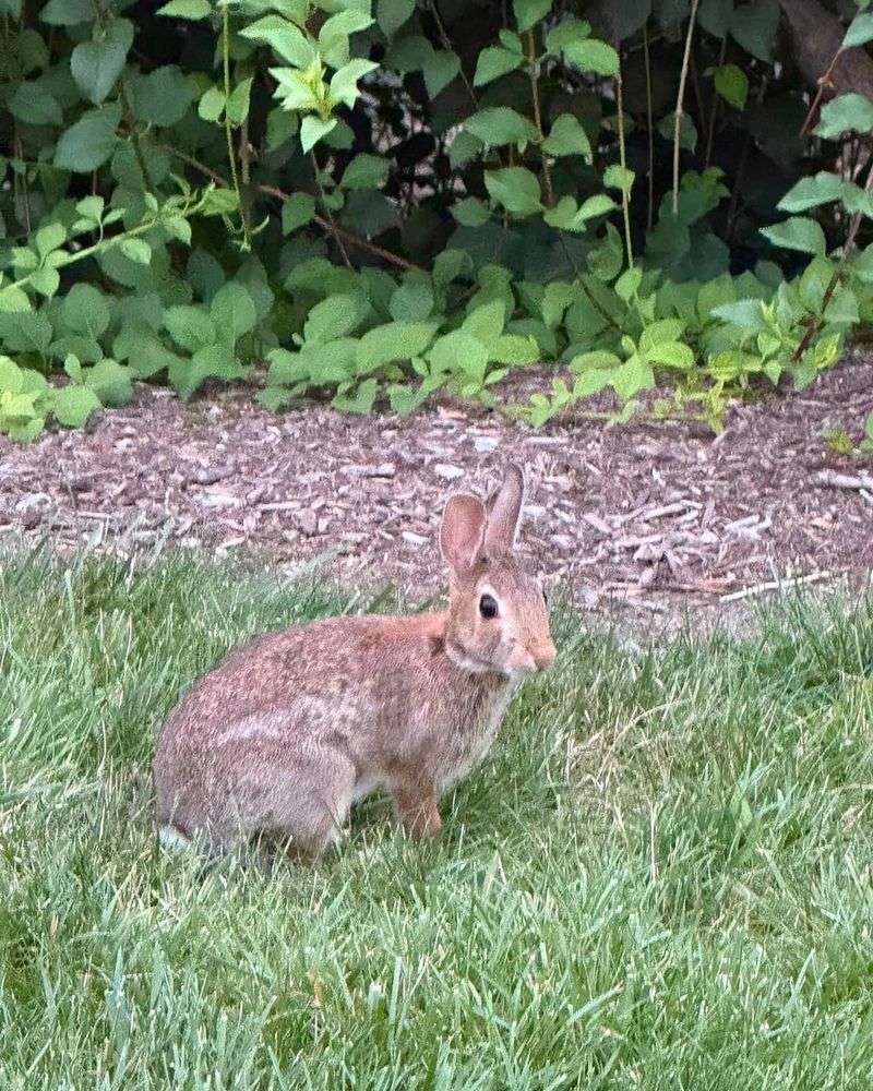 A Rabbit May Be Living Very Close By A Rabbit May Be Living Very Close By