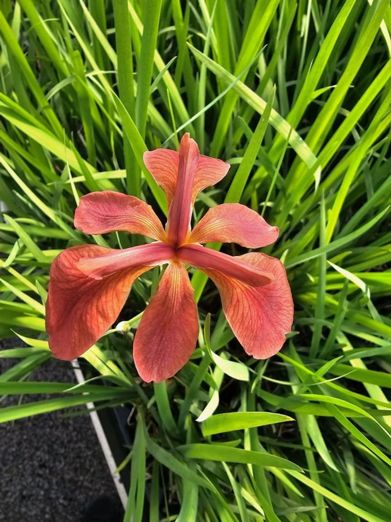 A Rare Bloom Found Nowhere Else On Earth