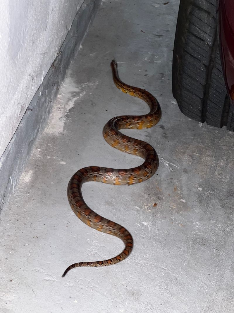 A Rat Snake Sighting Can Reveal A Bigger Pest Problem A Rat Snake Sighting Can Reveal A Bigger Pest Problem