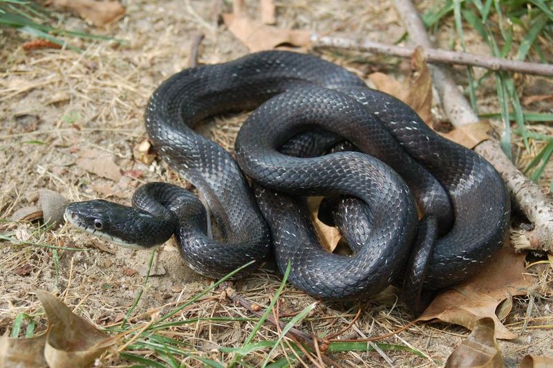 A Ratsnake In The Yard Usually Doesn't Need Removing