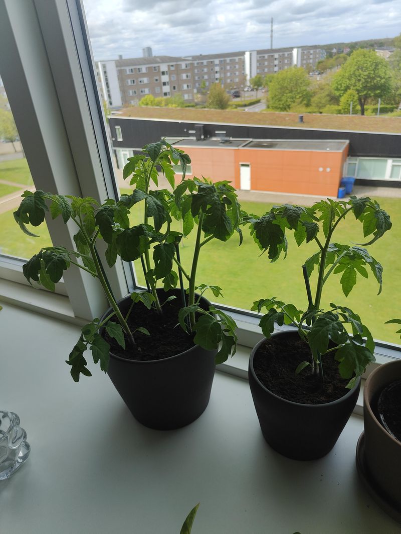A Recent Transplant Can Still Be Adjusting A Recent Transplant Can Still Be Adjusting