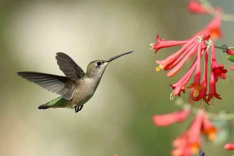 A Reliable Feeding Route Puts Your Yard Back On Their Radar