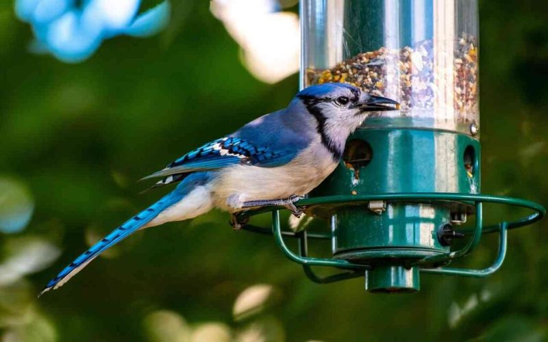 A Reliable Food Source Can Bring The Same Local Jays Back Again